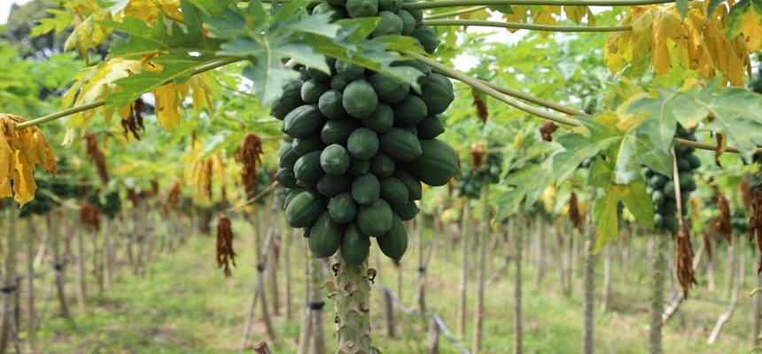 A Secretaria de Estado de Produção Rural (Sepror) chama atenção para as datas limites do prazo de inscrição de agricultores familiares cadastrados nos municípios nas microrregiões do Juruá, Madeira e Manaus, interessados em participar do programa Garantia Safra 2024-2025, do Ministério do Desenvolvimento Agrário e Agricultura Familiar (MDA), coordenado pela Sepror no Amazonas.